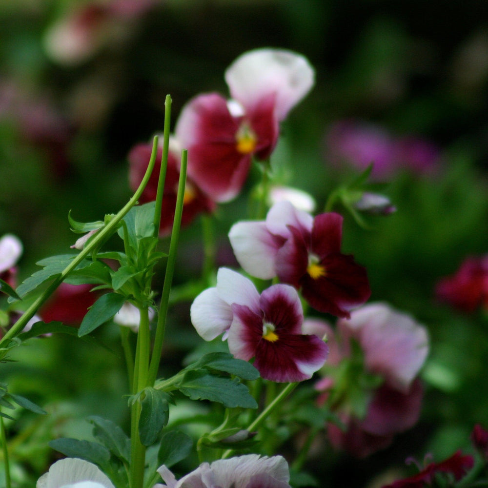 Viola cornuta 'Colormax Beacon Rose' ~ Colormax® Beacon Rose Viola-ServeScape