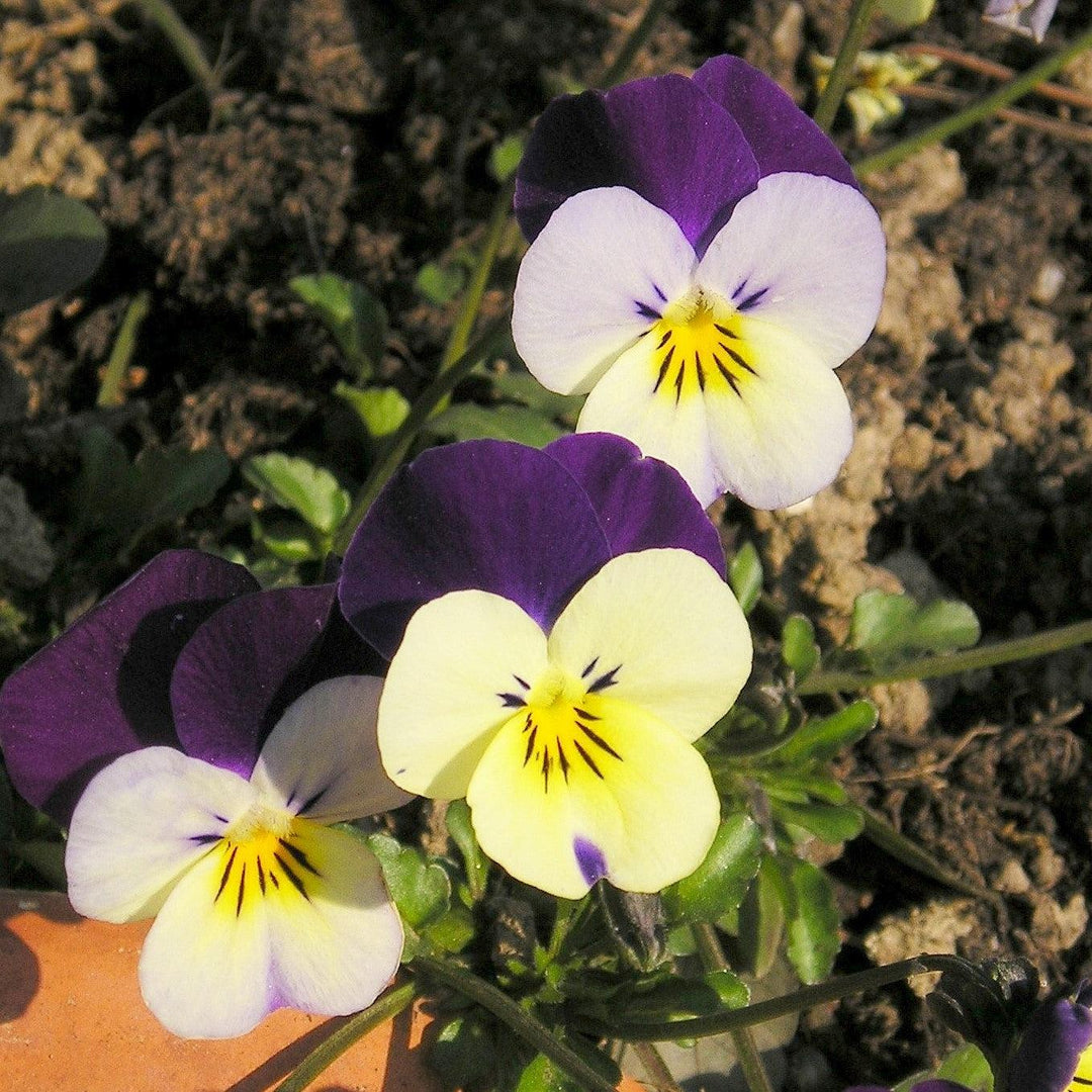 Viola cornuta 'Admire Lemon Purple Wing' ~ Admire® Lemon Purple Wing Viola-ServeScape