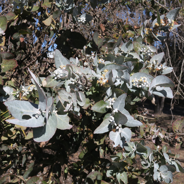 Eucalyptus nova-anglica 'Maggie' ~ Maggie New England Peppermint Eucalyptus-ServeScape