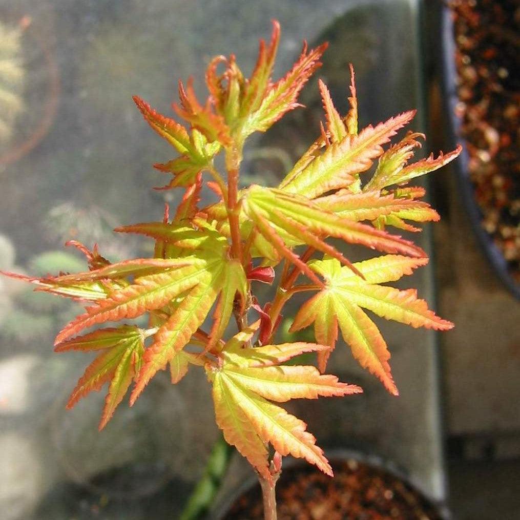 Acer palmatum 'Calico' ~ Calico Japanese Maple-ServeScape
