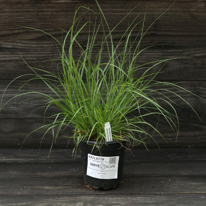 Pennisetum alopecuroides 'Cassian' ~ Cassian Fountain Grass-ServeScape