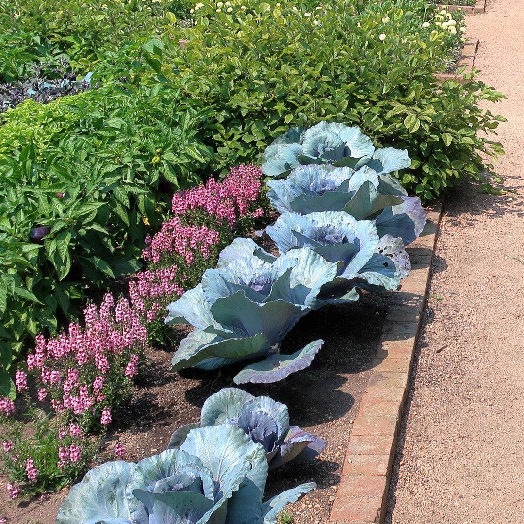 Brassica oleracea (Capitata Group) 'Ruby Perfection' ~ Ruby Perfection Cabbage-ServeScape