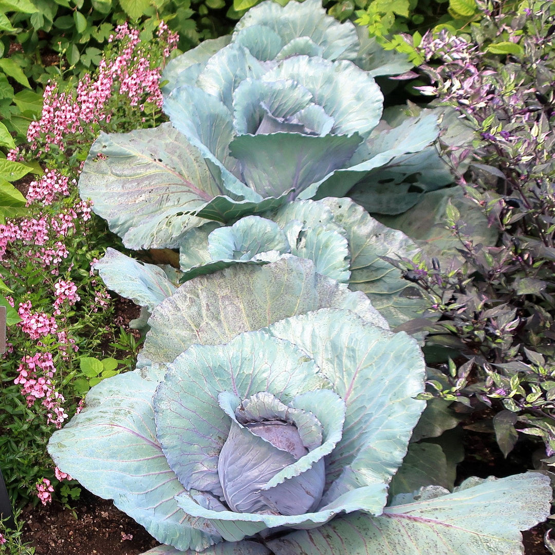 Brassica oleracea (Capitata Group) 'Ruby Perfection' ~ Ruby Perfection Cabbage-ServeScape