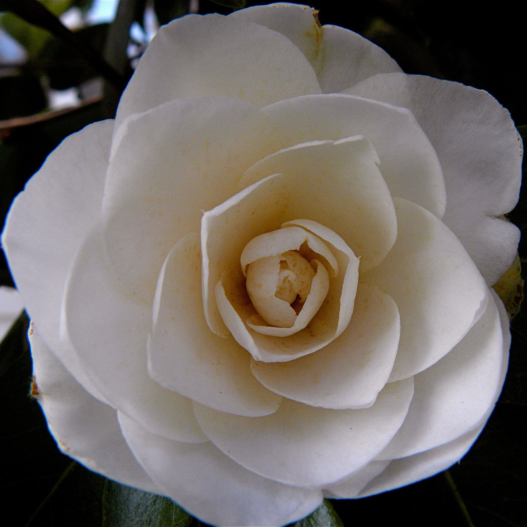 Camellia japonica 'Nuccio's Gem' ~ Nuccio's Gem Camellia-ServeScape