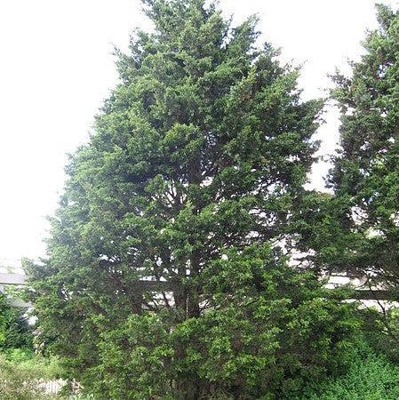 Juniperus virginiana 'Corcorcor' ~ Emerald Sentinel™ Red Cedar-ServeScape