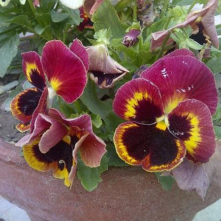 Viola x wittrockiana 'Mammoth Sangria Punch' ~ Mammoth™ Sangria Punch Pansy-ServeScape
