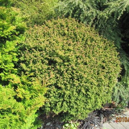 Cryptomeria japonica 'Vilmoriniana' ~ Vilmorin's Japanese Cedar-ServeScape