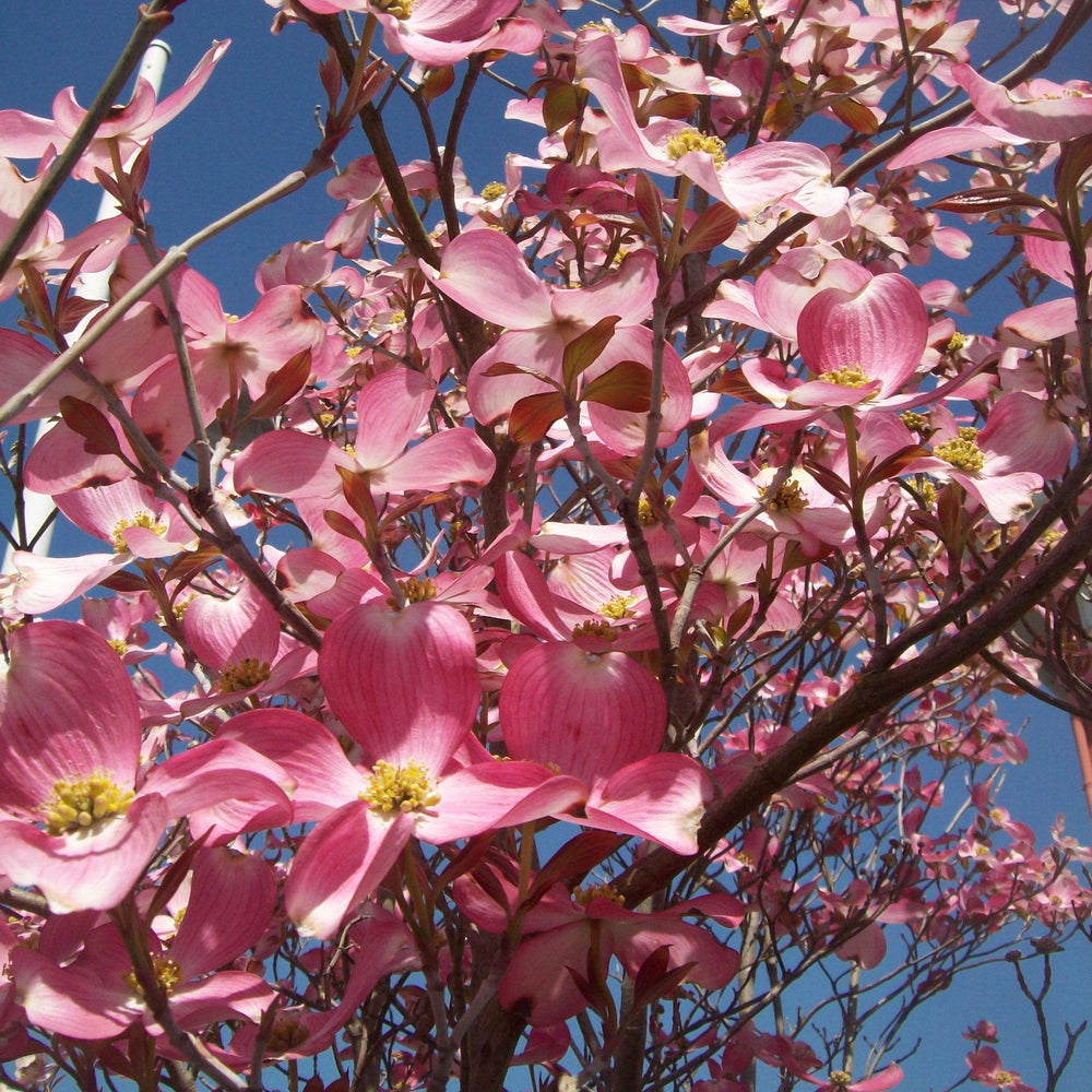 Cornus florida 'Rubra' ~ Pink Flowering Dogwood-ServeScape