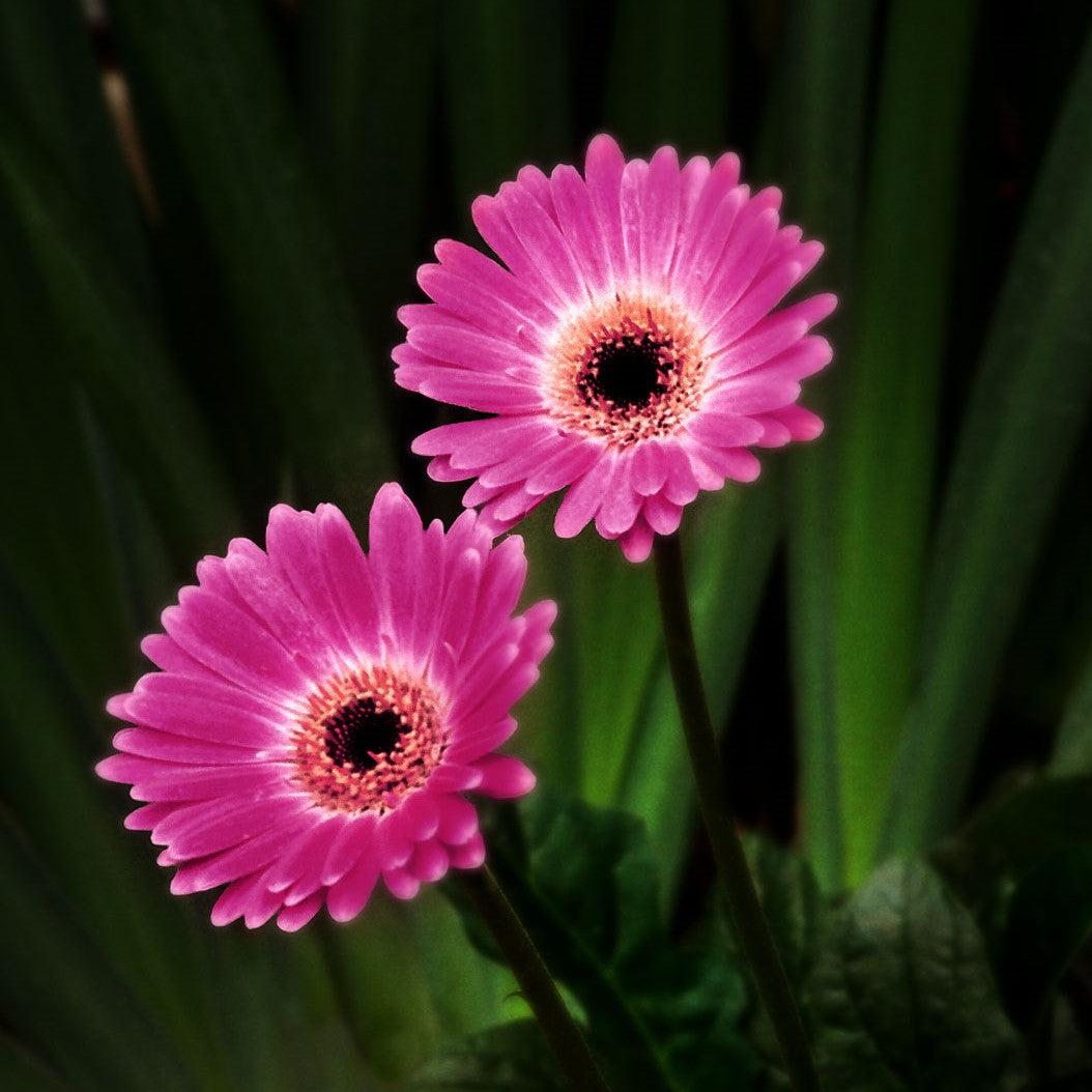 Gerbera 'Garvinea Sweet Spice' ~ Garvinea® Sweet Spice Gerbera-ServeScape