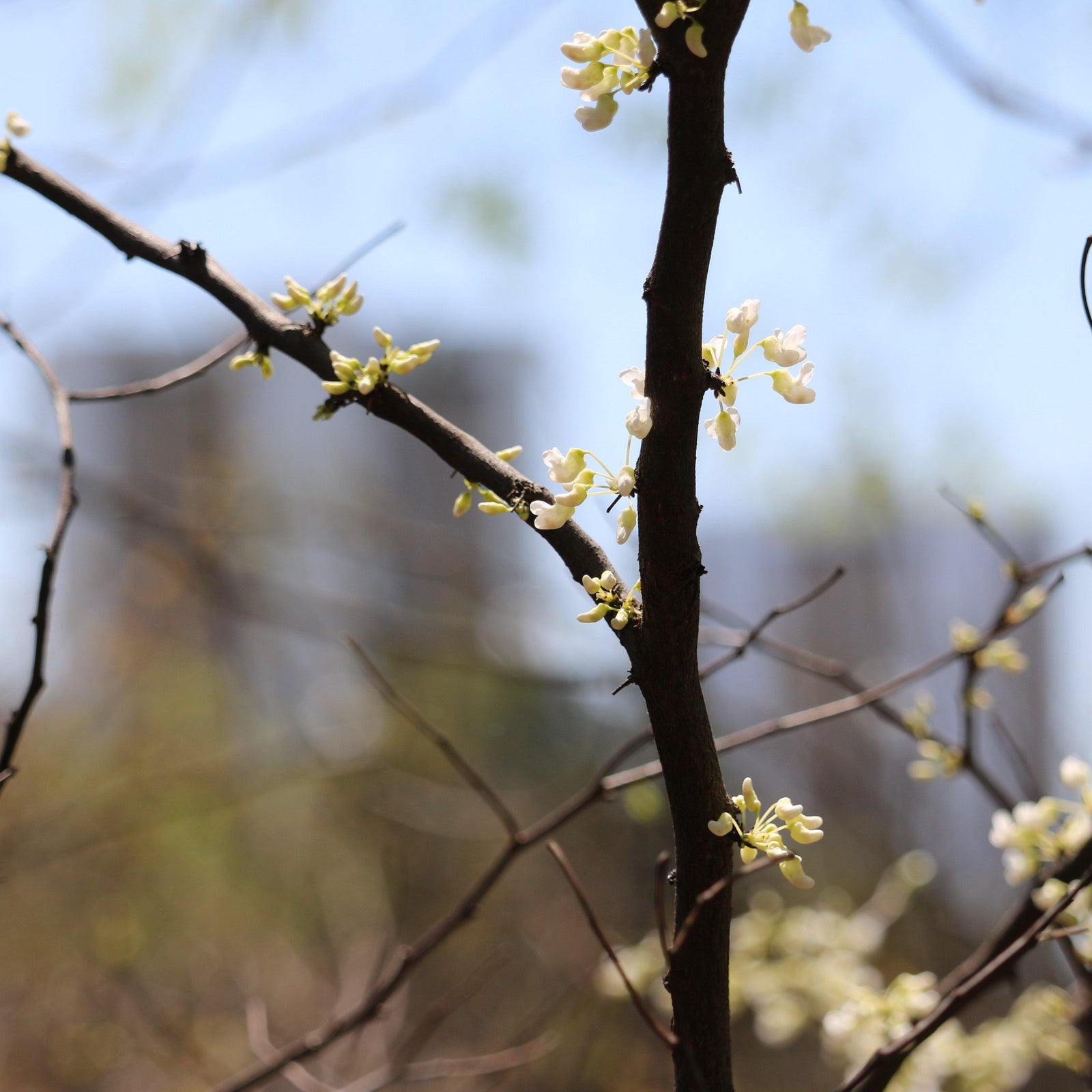 Cercis canadensis 'Vanilla Twist' ~ Vanilla Twist Weeping Redbud-ServeScape