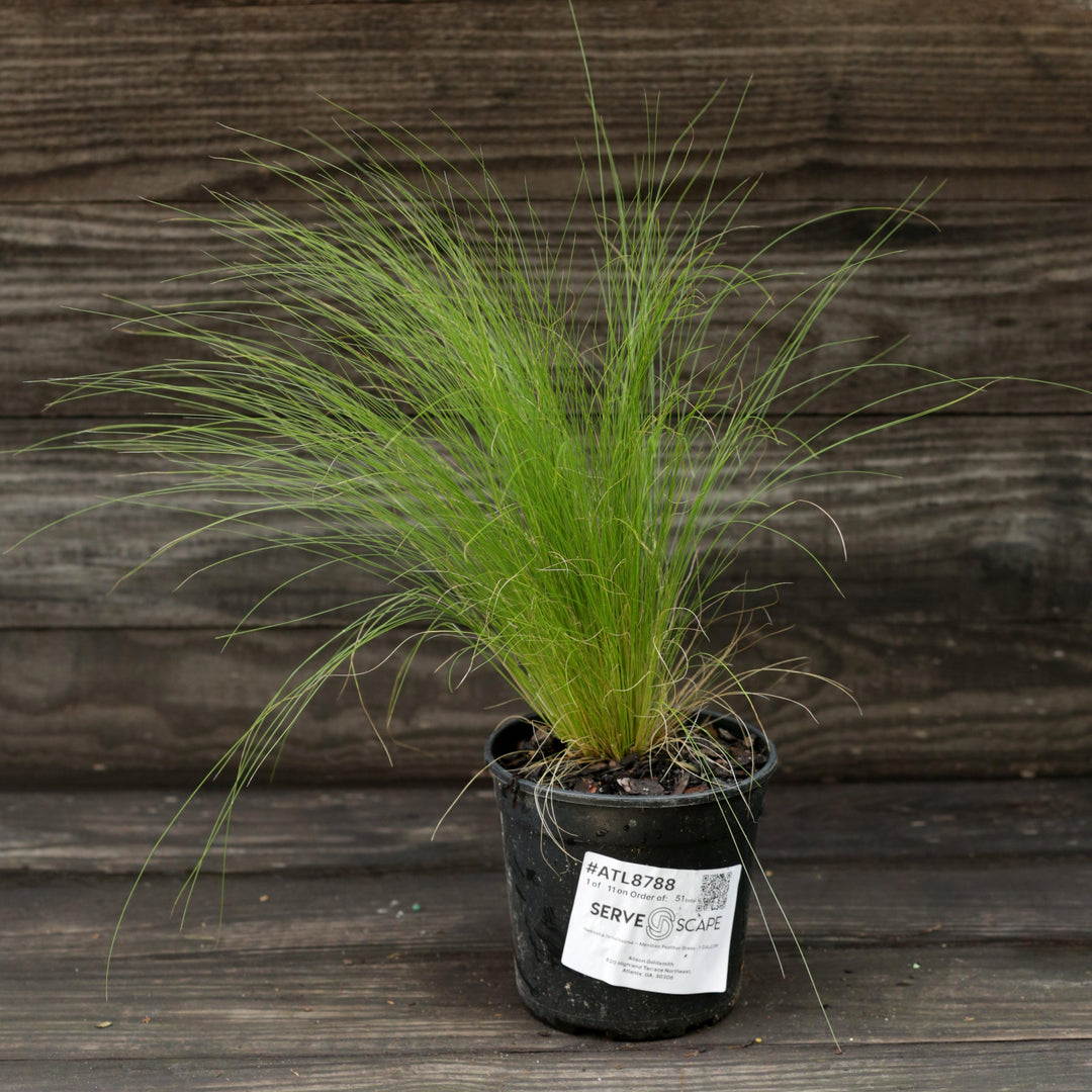 Nassella tenuissima ~ Mexican Feather Grass-ServeScape