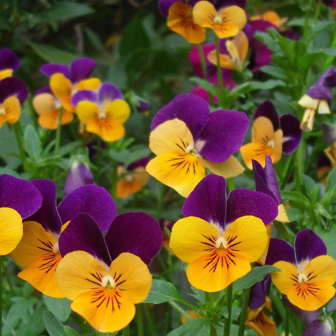 Viola cornuta 'Admire Orange Purple Wing' ~ Admire® Orange Purple Wing Viola-ServeScape