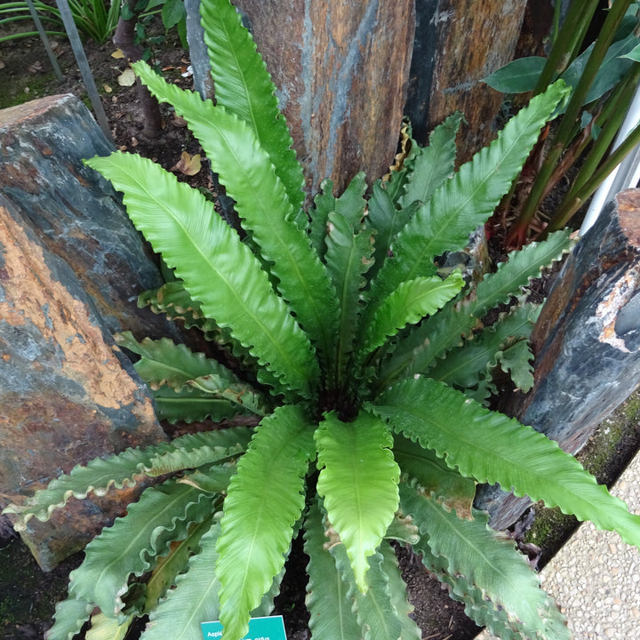 plenium nidus 'Osaka' Osaka Bird's Nest Fern Asplenium nidus 'Osaka