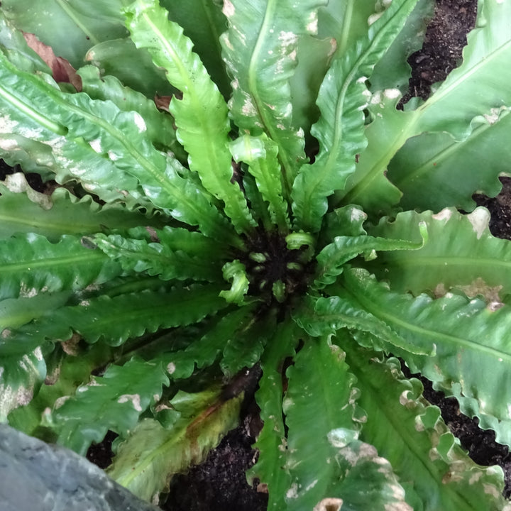 plenium nidus 'Osaka' Osaka Bird's Nest Fern Asplenium nidus 'Osaka