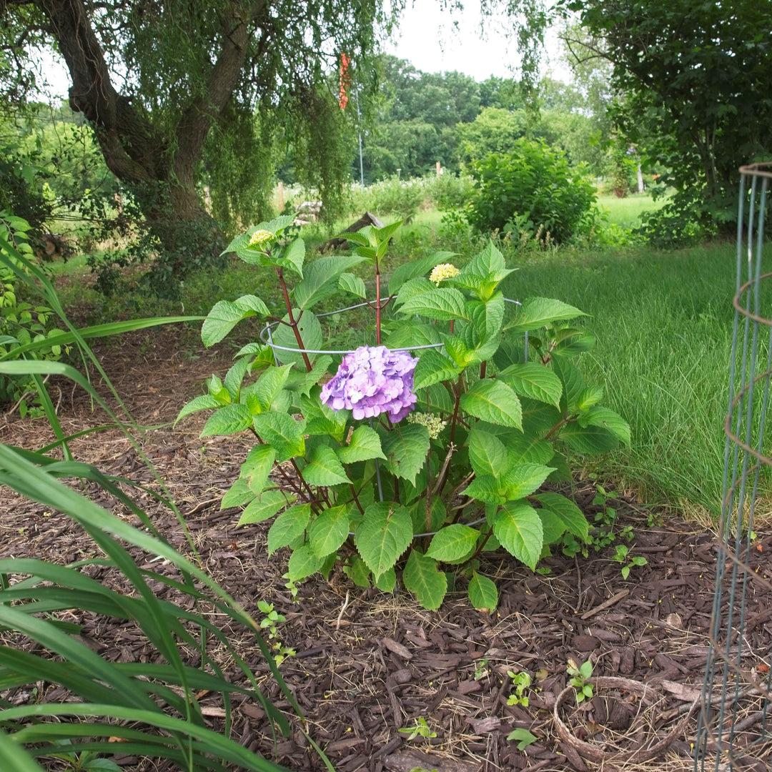 Hydrangea macrophylla 'P11HM-11' ~ Bloomstruck® Hydrangea-ServeScape