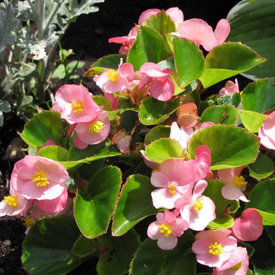 Begonia 'Green Leaf Pink' ~ Green Leaf Pink Begonia-ServeScape