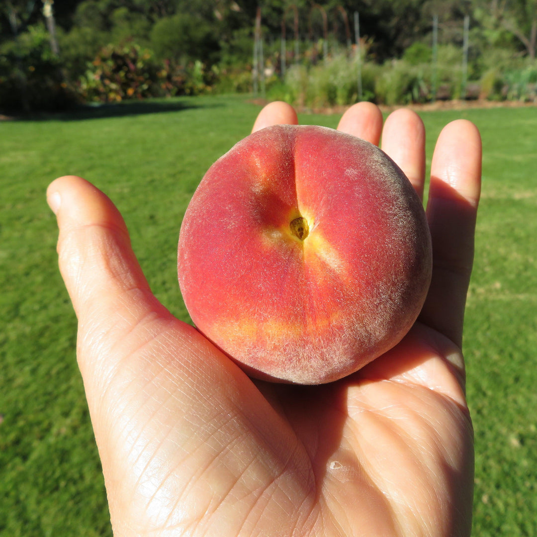 Prunus persica 'Florida King' ~ Florida King Peach-ServeScape