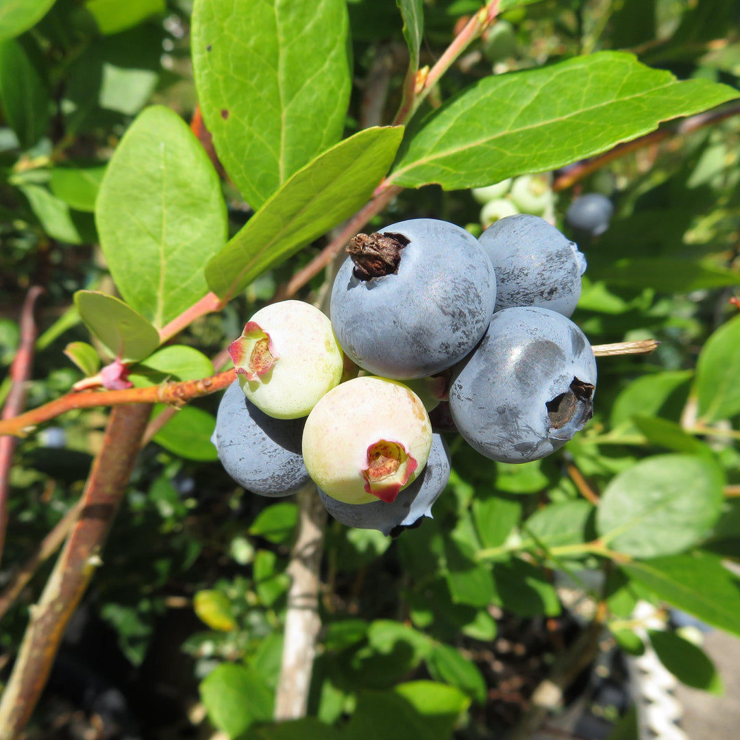 Vaccinium corymbosum 'Sharpblue' ~ Sharpblue Highbush Blueberry-ServeScape