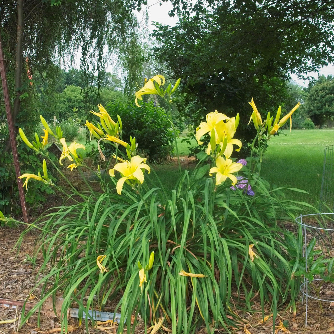 Hemerocallis 'Hyperion' ~ Hyperion Daylily-ServeScape