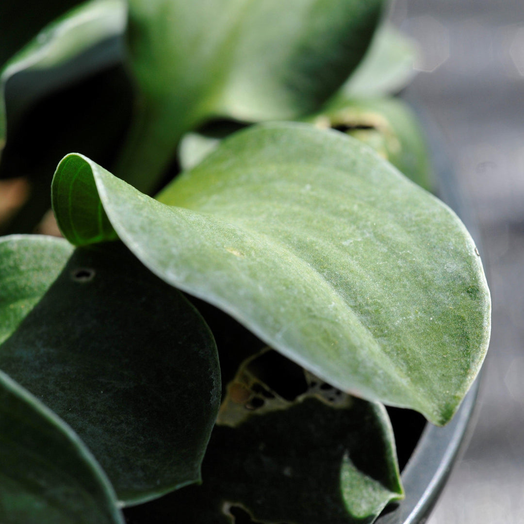 Hosta 'Blue Mouse Ears' ~ Blue Mouse Ears Hosta-ServeScape