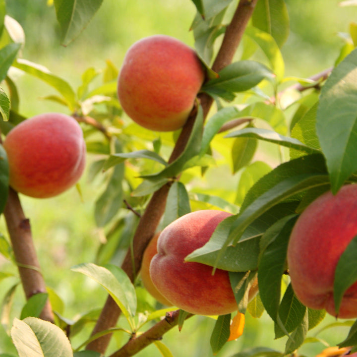 Prunus persica 'Harvester' ~ Harvester Peach-ServeScape