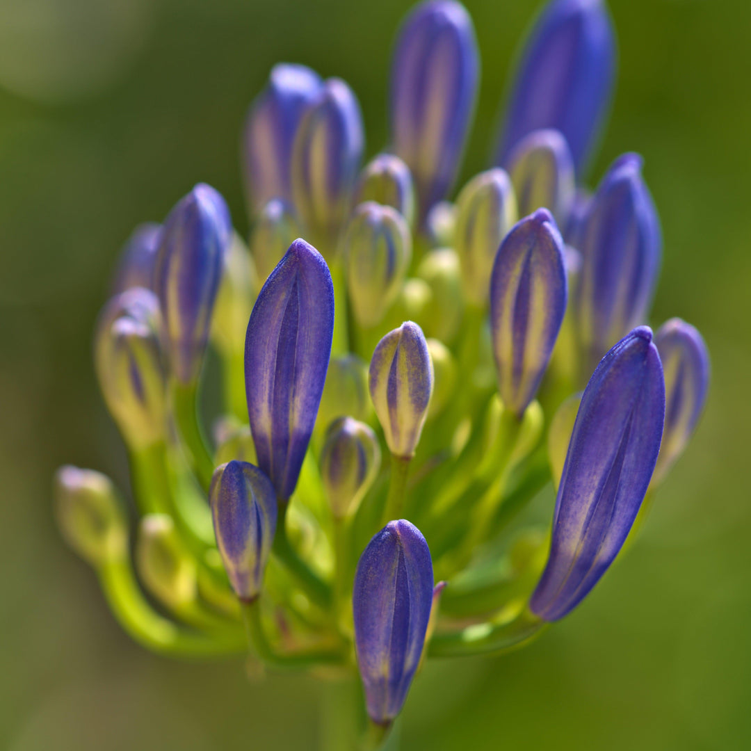Agapanthus 'MP003' PP30163 ~ Ever Amethyst™ Agapanthus-ServeScape