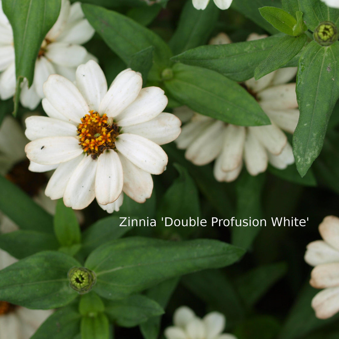 Zinnia ‘Profusion Double White’ ~ Profusion Double White Zinnia-ServeScape