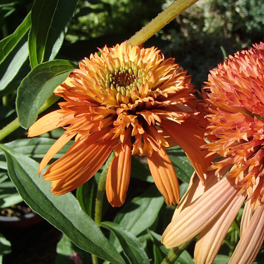 Echinacea 'Cantaloupe' PP #24,897 ~ Supreme™ Cantaloupe Coneflower-ServeScape