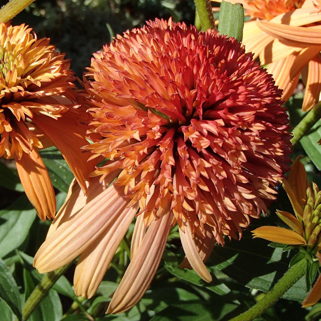 Echinacea 'Cantaloupe' PP #24,897 ~ Supreme™ Cantaloupe Coneflower-ServeScape