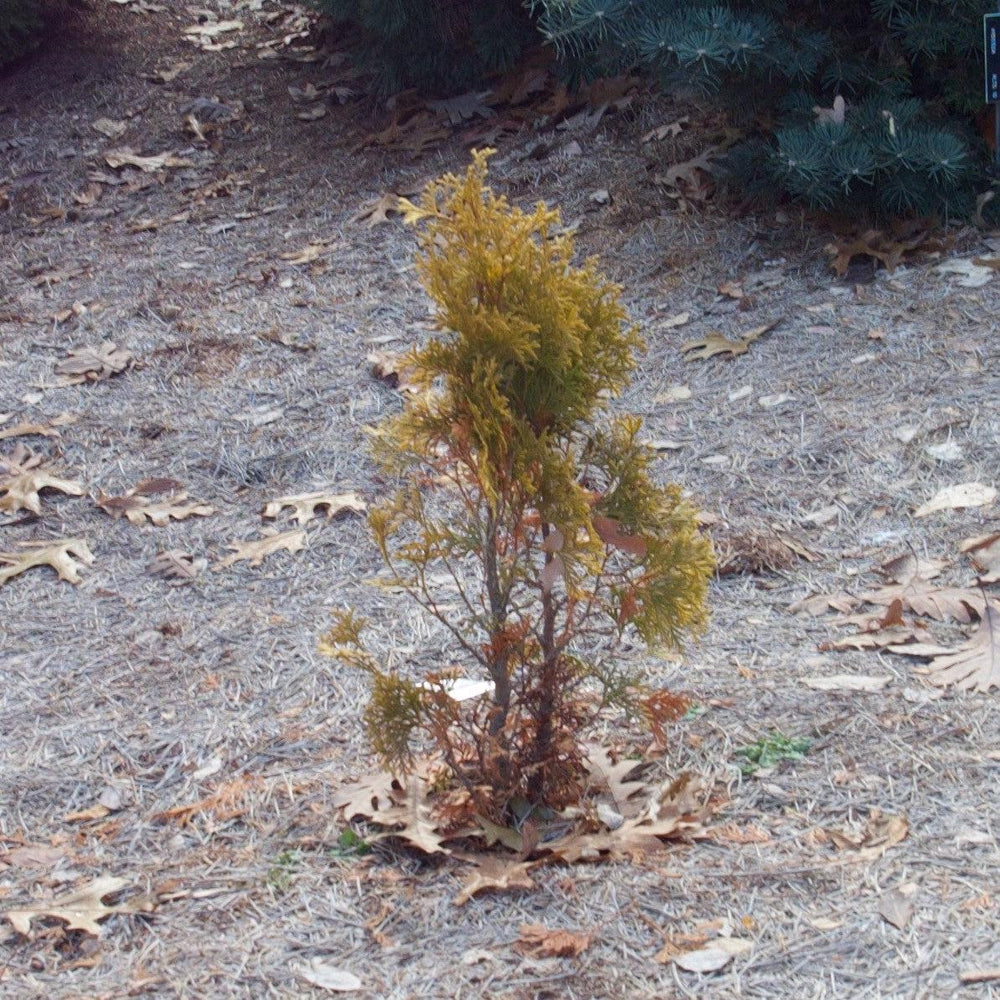 Thuja occidentalis 'Jantar' ~ Amber Gold Arborvitae-ServeScape