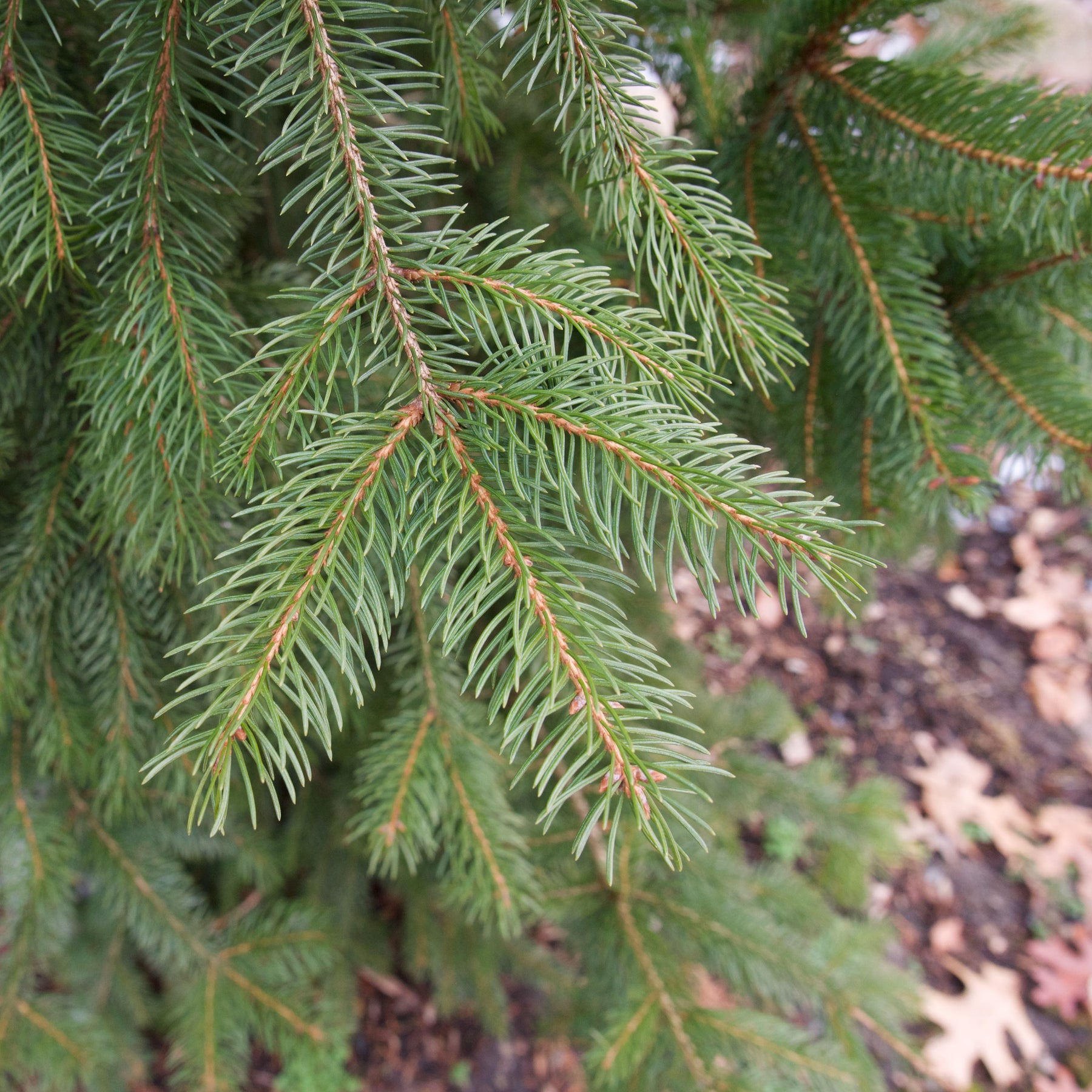 Columnar Norway Spruce - Picea abies 'Cupressina' – ServeScape