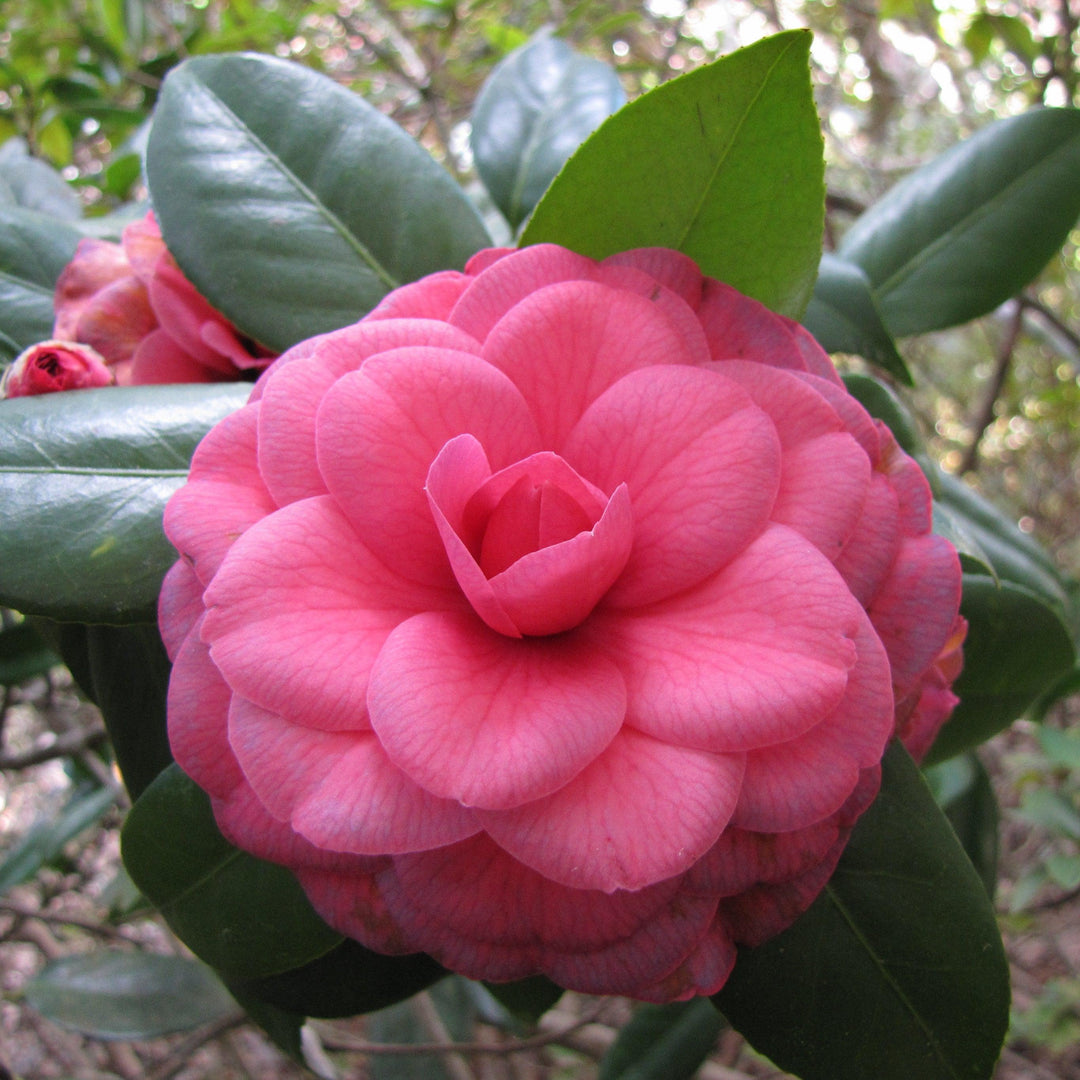 Camellia japonica 'Purple Dawn' ~ Purple Dawn Camellia-ServeScape