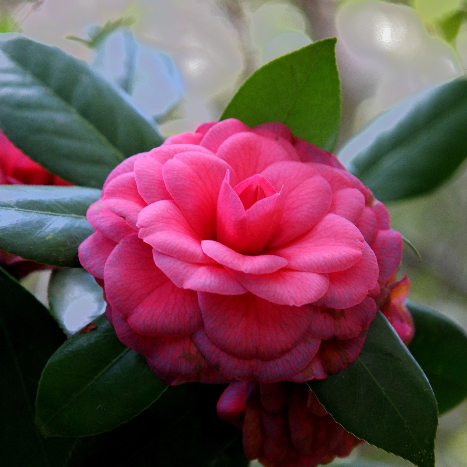Camellia japonica 'Purple Dawn' ~ Purple Dawn Camellia-ServeScape