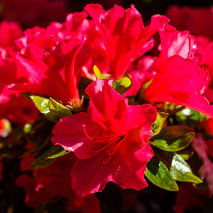 Rhododendron x ‘'MNIHAR018' ~ Echo® Love U Lots™ Azalea-ServeScape
