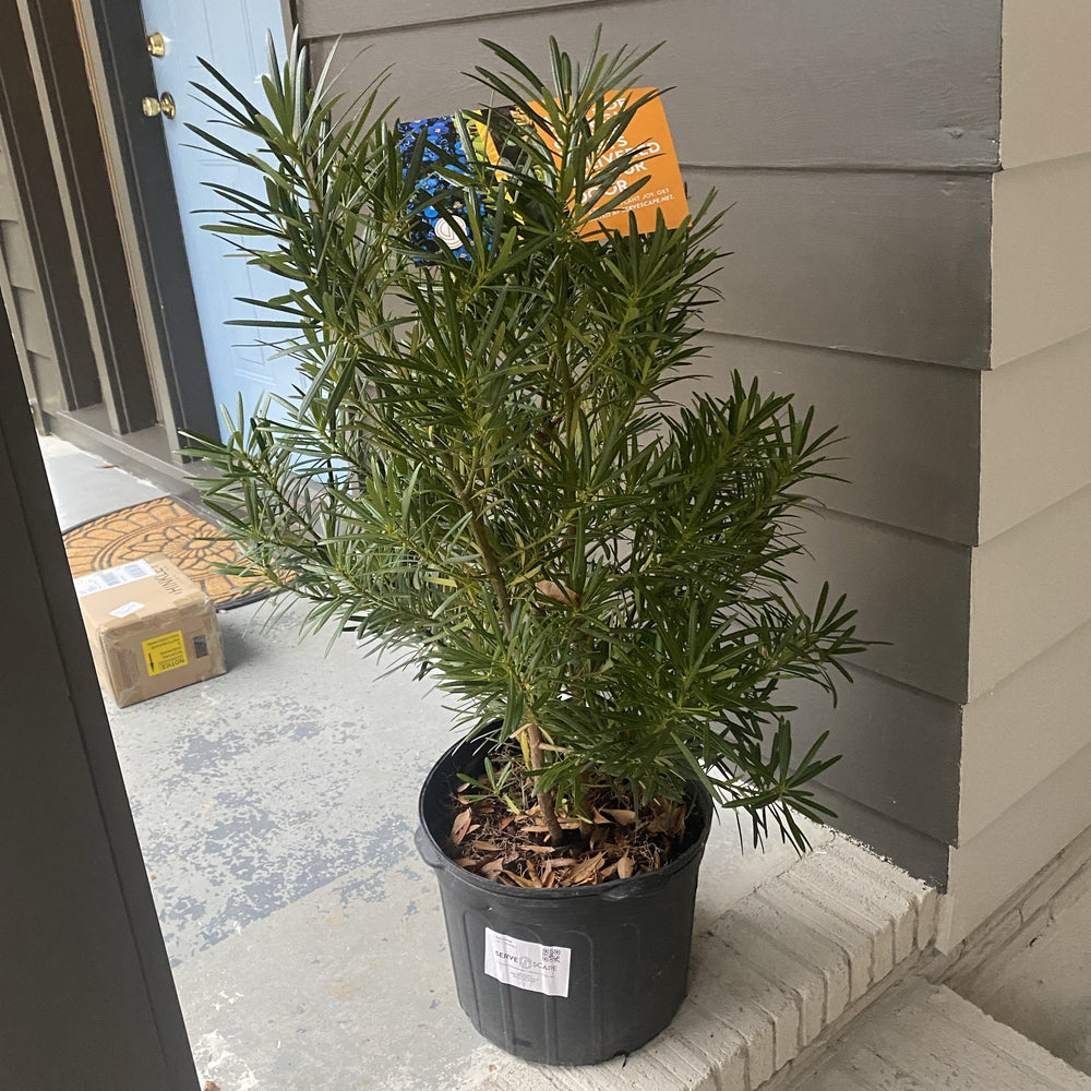 Podocarpus macrophyllus ~ Yew Pine-ServeScape