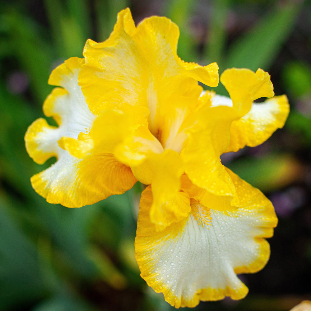 Iris germanica 'That's All Folks' ~ That's All Folks Bearded Iris-ServeScape
