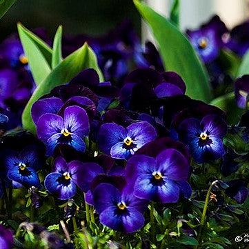 Viola cornuta 'Admire Deep Purple Face' ~ Admire® Deep Purple Face Viola-ServeScape