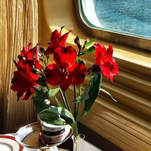 Alstroemeria x 'Zaprikate' PP #24,214 ~ Colorita® Kate® Peruvian Lily-ServeScape