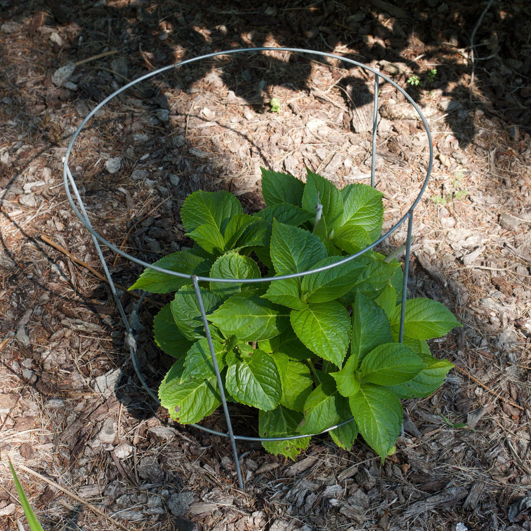 Hydrangea macrophylla 'Lindsey Ann' ~ LA Dreamin'® Hydrangea-ServeScape