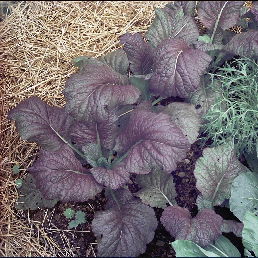 Brassica juncea 'Red Giant' ~ Red Giant Mustard-ServeScape