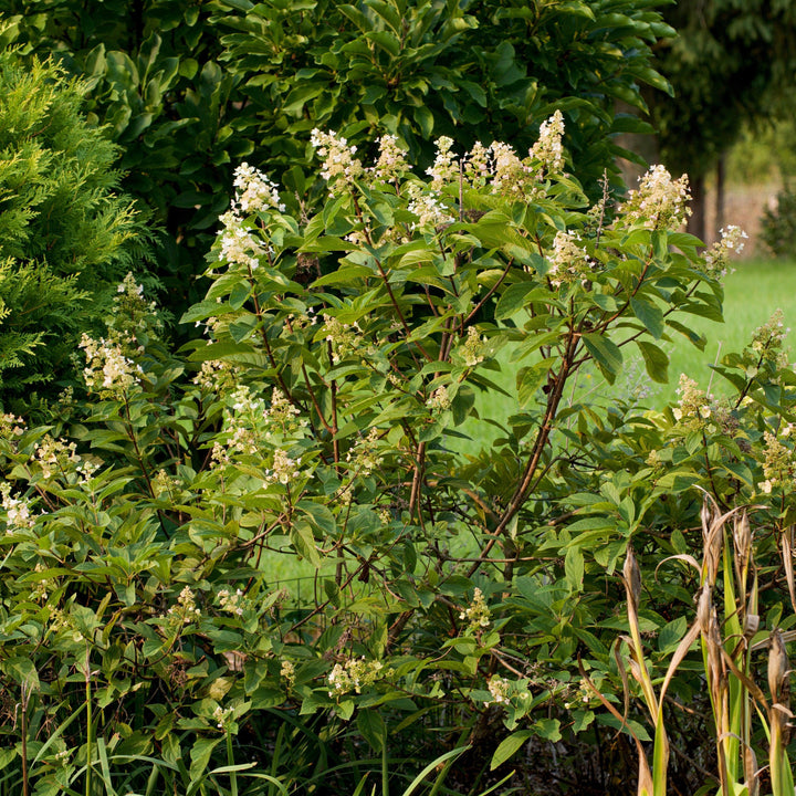 Hydrangea paniculata 'Tardiva' ~ Tardiva Hydrangea-ServeScape