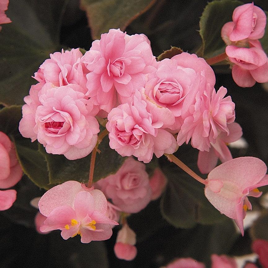 Begonia semperflorens 'Doublet Pink' ~ Doublet® Pink Begonia-ServeScape