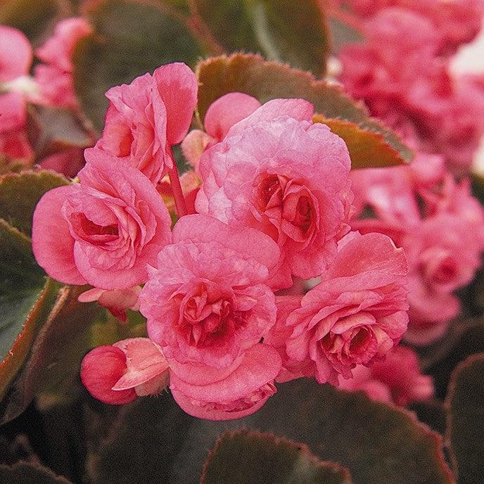 Begonia semperflorens 'Doublet Rose' ~ Doublet® Rose Begonia-ServeScape