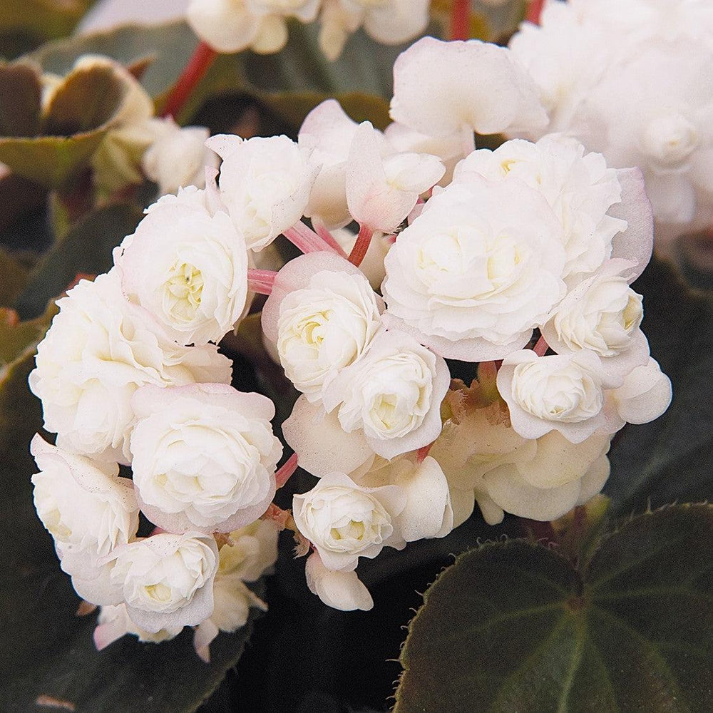 Begonia semperflorens 'Doublet White' ~ Doublet® White Begonia-ServeScape
