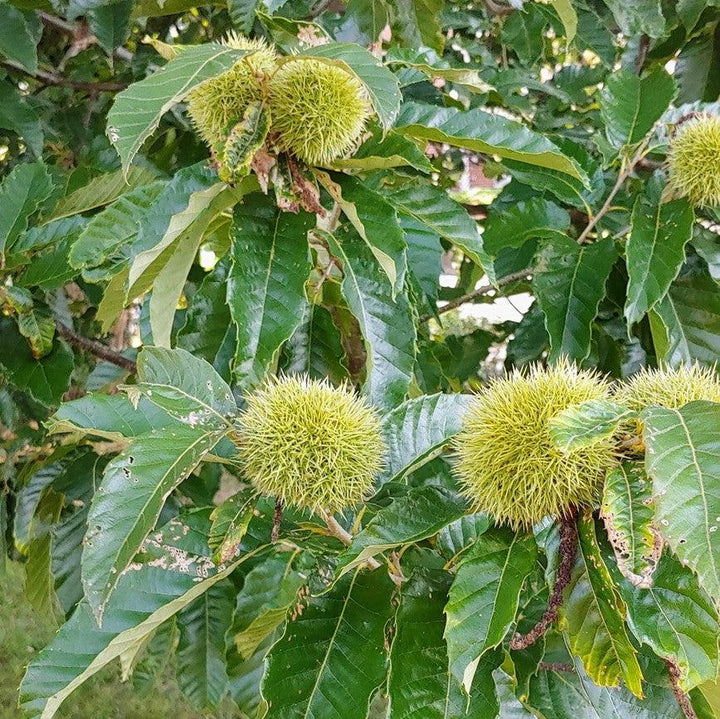 Castanea mollissima ~ Chinese Chestnut-ServeScape