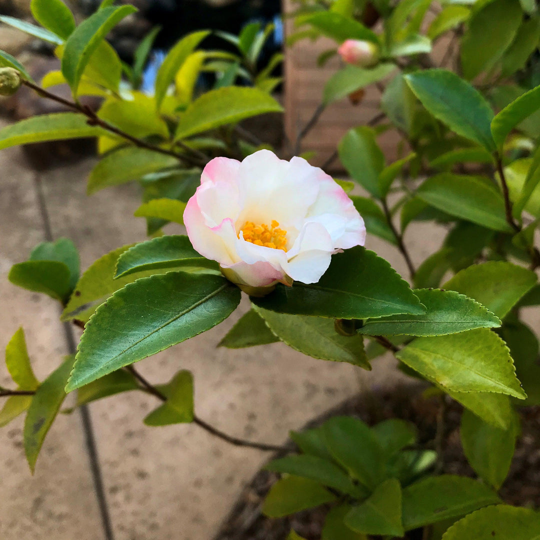 Camellia sasanqua 'Yoi Machi' ~ Yoi Machi Camellia-ServeScape