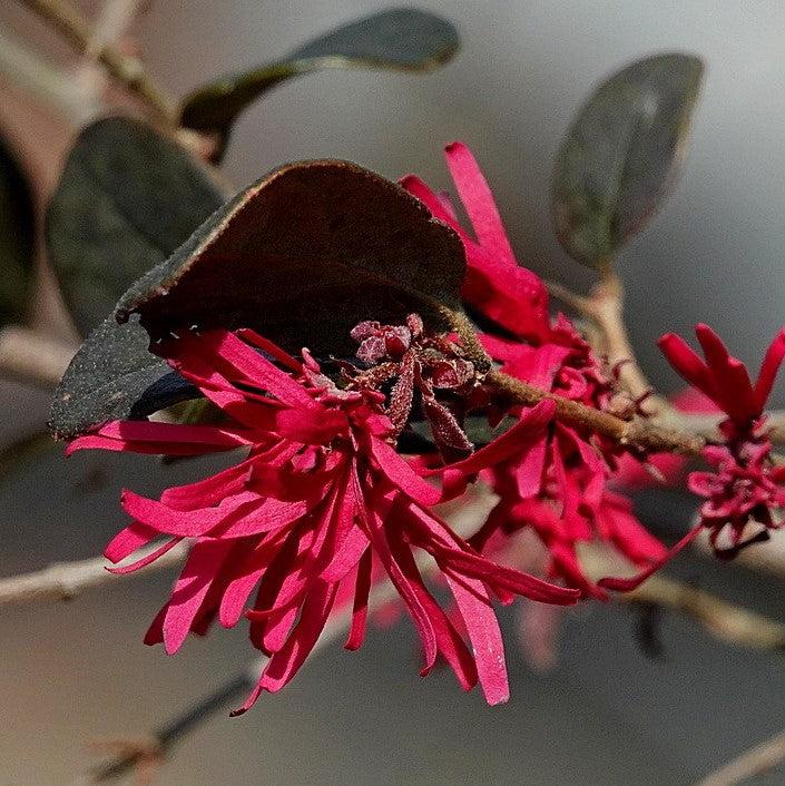 Loropetalum chinense 'Cabernet' ~ Cabernet Fringe Flower, Loropetalum-ServeScape