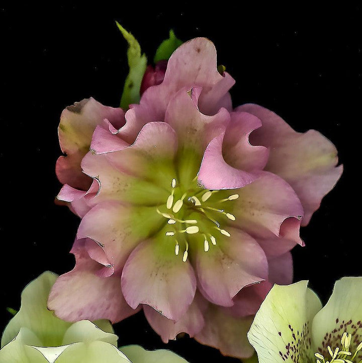 Helleborus x hybridus 'Amber Gem' ~ Winter Jewels™ Amber Gem Lenten Rose-ServeScape