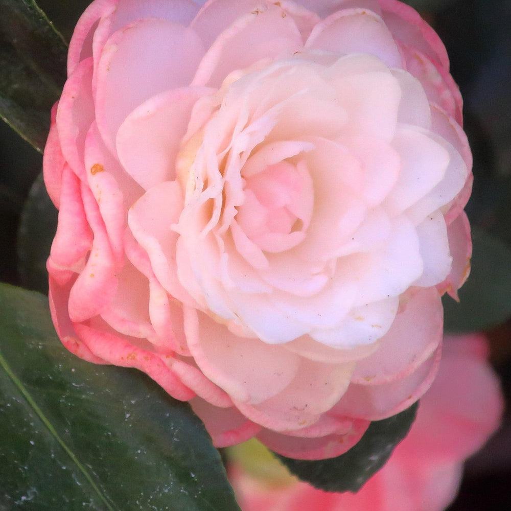 Camellia japonica 'Nuccio's Pearl' ~ Nuccio's Pearl Camellia-ServeScape