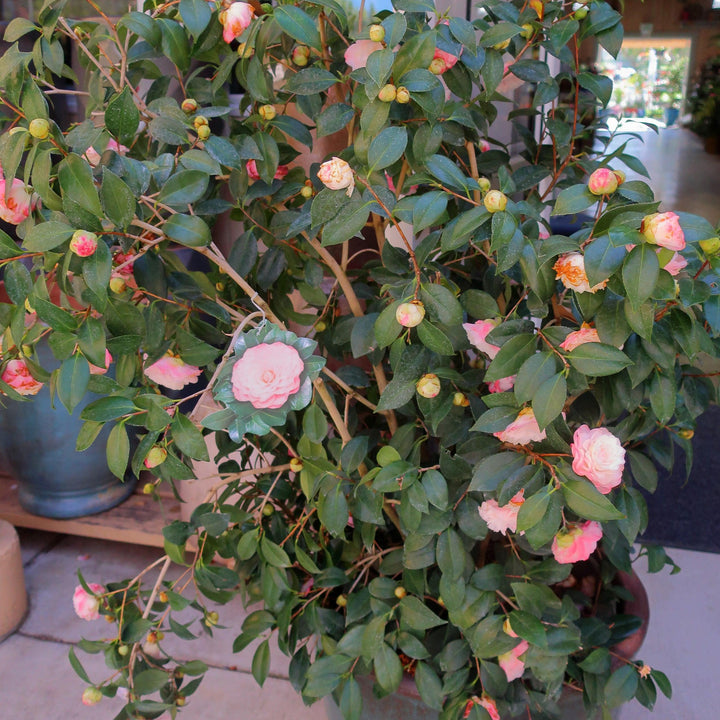 Camellia japonica 'Nuccio's Pearl' ~ Nuccio's Pearl Camellia-ServeScape